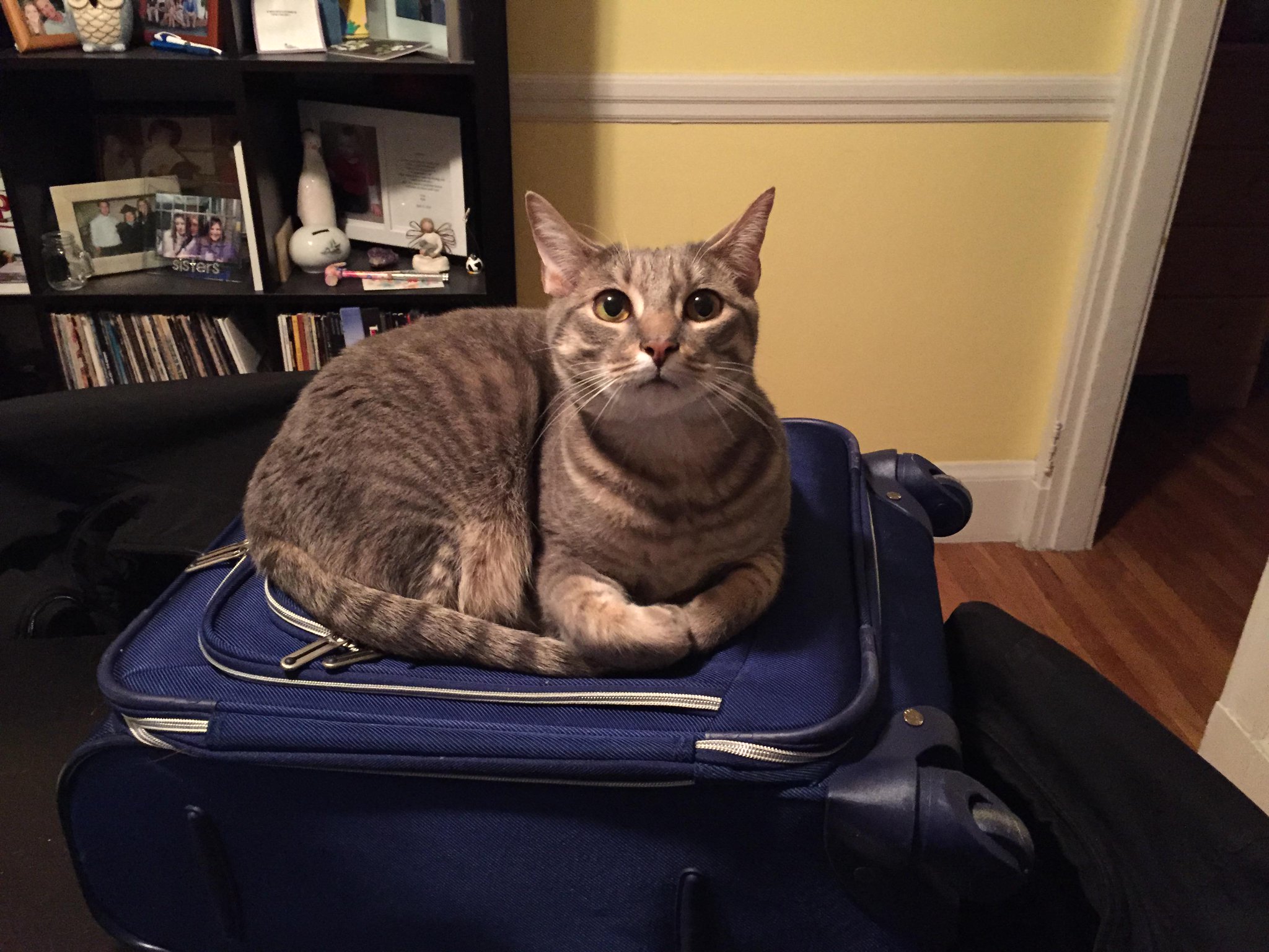 Embedded image permalink