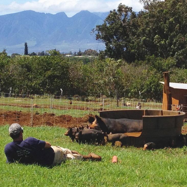 MalamaFarm's tweet photo. Sometimes, laying down on the job is the right thing to do. Peaceful time with animals = good farming. #spatime http://t.co/l5MbWZr1H2