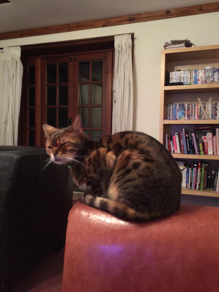 Zoo4You's tweet image. Rajah is finally back from his adventure, meaning we can at last go to bed! #catproblem