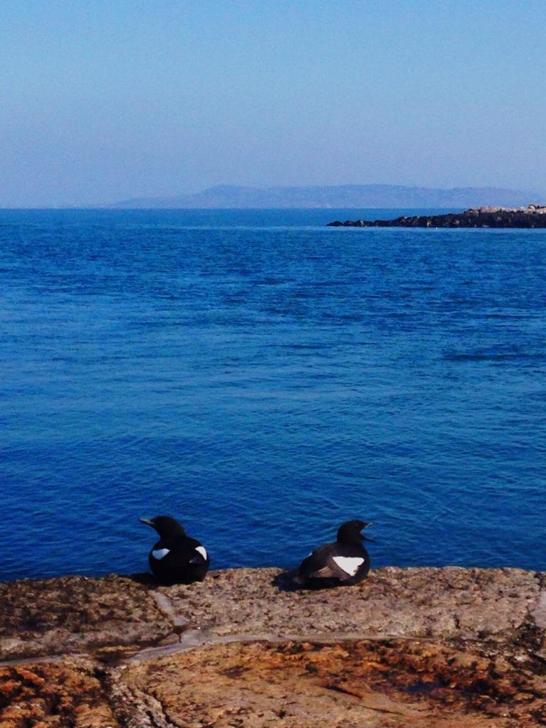 LAlozirwin's tweet photo. @Dalkey #Dalkey #morningwalk #sun #sea #summer #Ireland @ireland http://t.co/gSfEbyWPjG