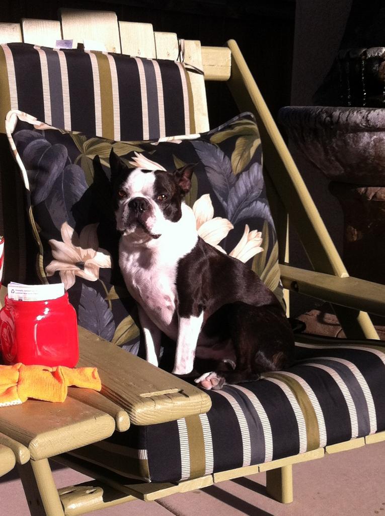 LeftCoastChisum's tweet photo. Vinnie and Carmen are #UPSpets http://t.co/0RdBpkkKJs