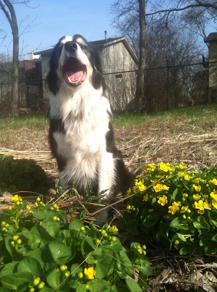 WileysGrill's tweet photo. Wiley Says: "I'm so happy the new menu is out. No goose or rabbit, but a lot of other tasty stuff."  #WileySays http://t.co/Z0PGrtUYC1