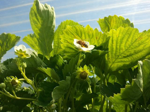 Klaarmaken voor <a href="/LenteEvent/">LenteEvent Lunenburg</a> <a href="/lunenburgevents/">Lunenburg Events</a>! Kom ook en proef onze smaakvolle streekproducten!