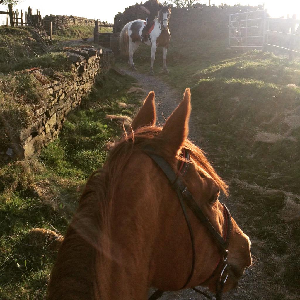 wilsoe11's tweet photo. #proudhorsemum again today 💕 #irishjugger #redwilson #love #equestrian http://t.co/RSSUxuDJsk