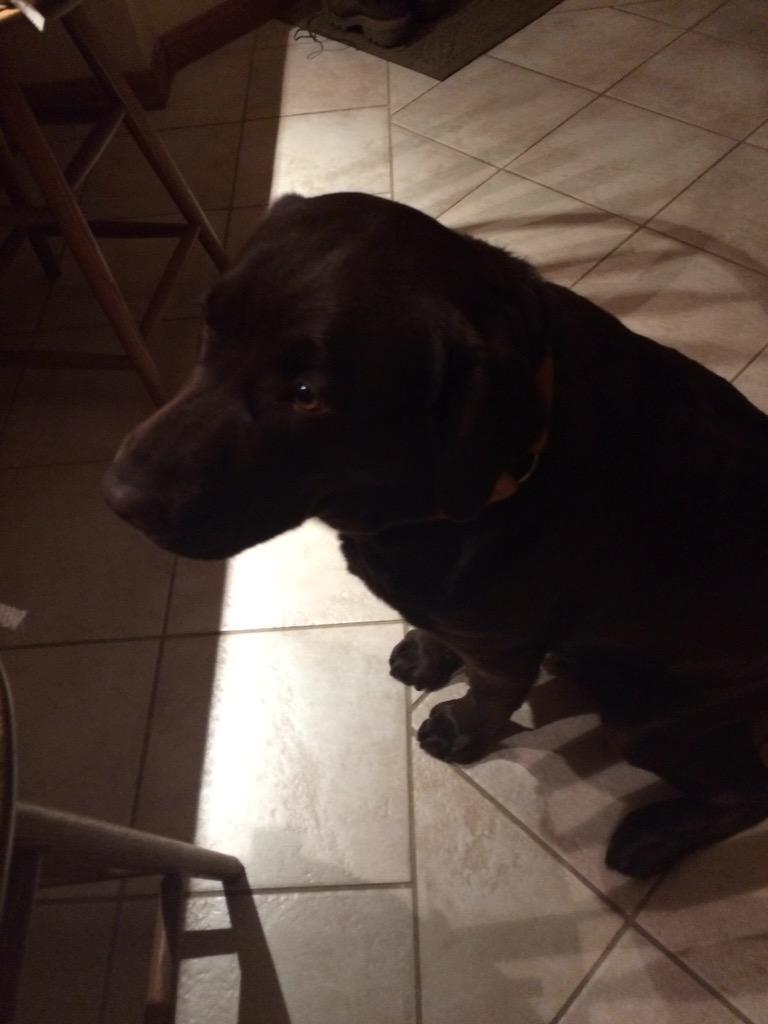 LPSTori's tweet photo. but for now enjoy this pic of my dog bc she is beautiful http://t.co/3oAegL17n1