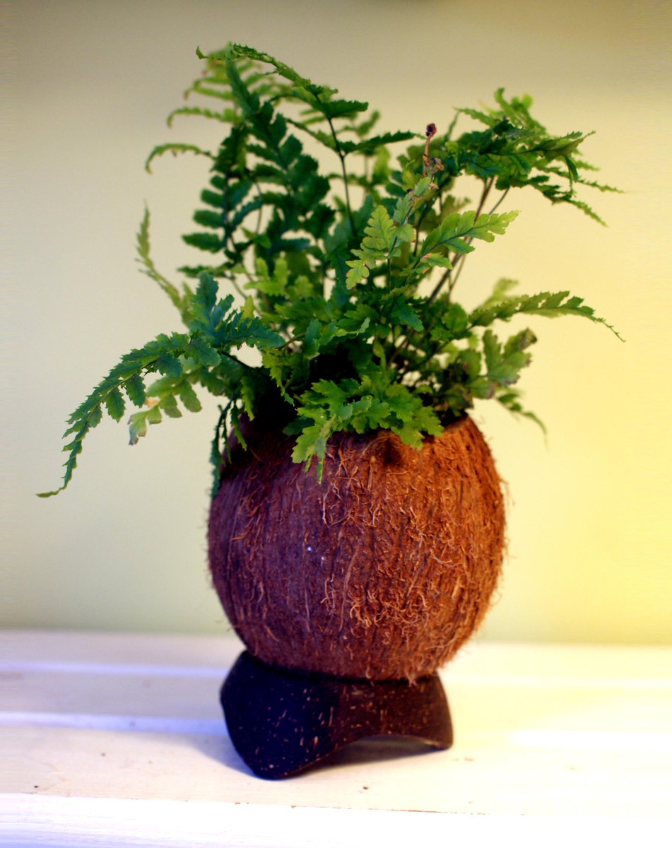 NutCraftUK's tweet photo. Natural Coconut Planter with smoothed base. #nutcraft   http://t.co/U01OpbAXt8 http://t.co/hHvak8VkPV