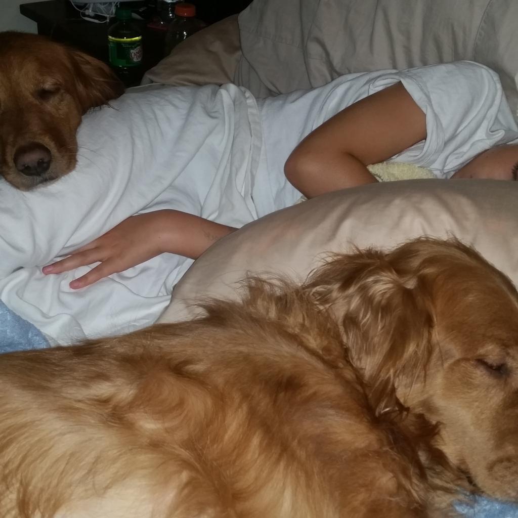 Beachgrommit's tweet photo. Golden Retrievers have excellent bedside manner when their boy is sick. #carryongirls #obviouslyyou'vegotthiscovered http://t.co/8Q2o46DRAx
