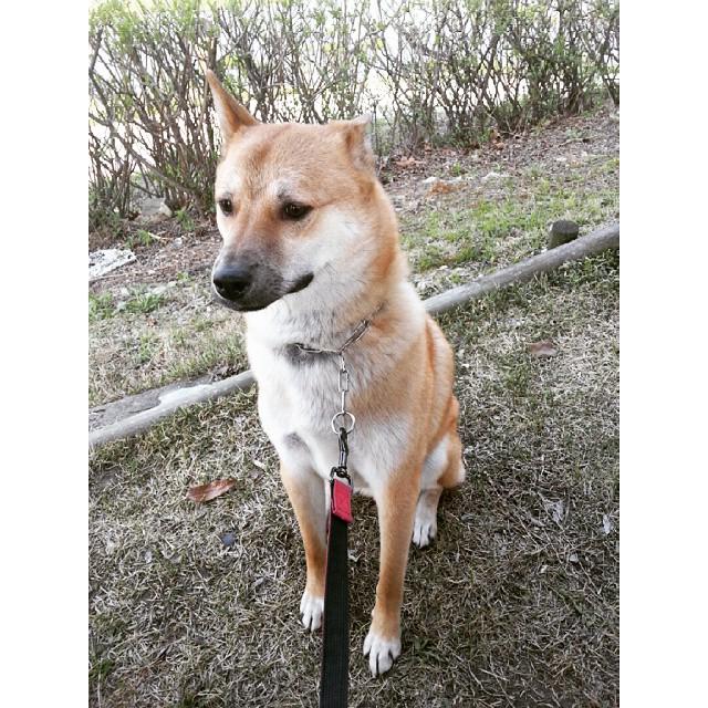 dogsofinsta's tweet image. 왤케 쫄았어? #jindo #jindodog #instapet #instadog #puppy #dog #dogstagram #doglover #yellowdoggie #진돗개 #멍스타그램 #독스타그램 #개스타…