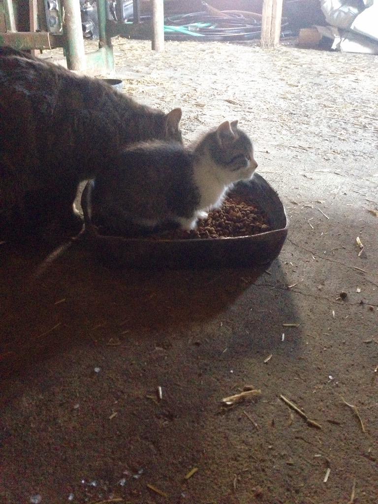 Embedded image permalink