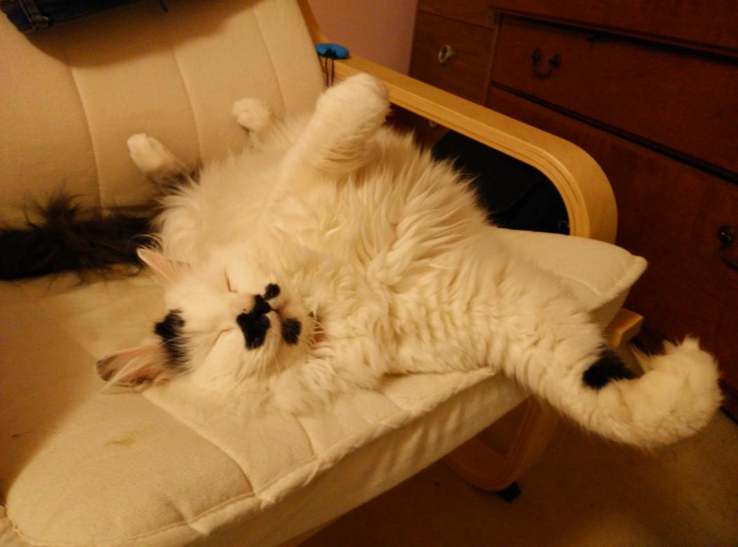 BeeChap15's tweet image. A very happy cat #O2HappyCat @O2