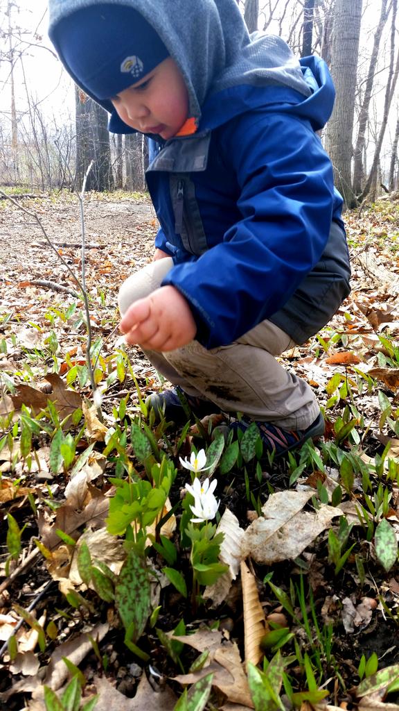 danielhuman's tweet photo. Hey #outfam, we are back in from our hike where we spotted bloodroot blossoming in the woods #EarthDay #DontPick http://t.co/sXVbEpbURR