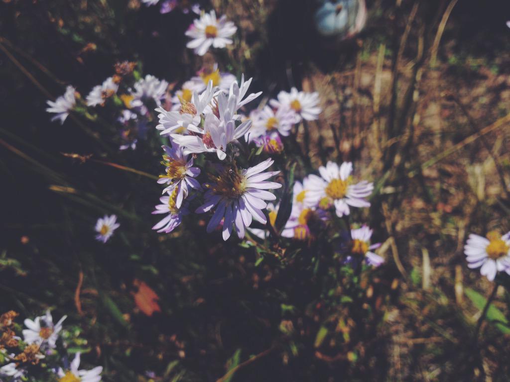 AdisonHerrera's tweet photo. there's just something i love about wild flowers🌻 #HappyEarthDay http://t.co/GUWt2jJxSb