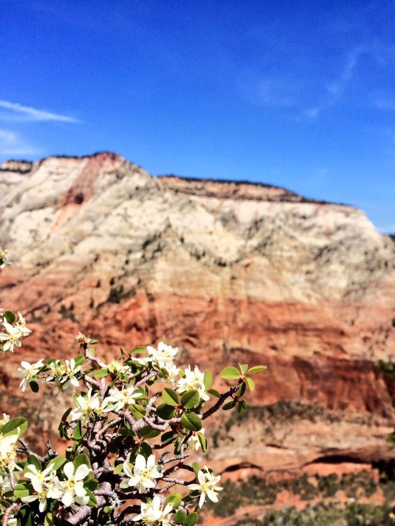 AdisonHerrera's tweet photo. there's just something i love about wild flowers🌻 #HappyEarthDay http://t.co/GUWt2jJxSb