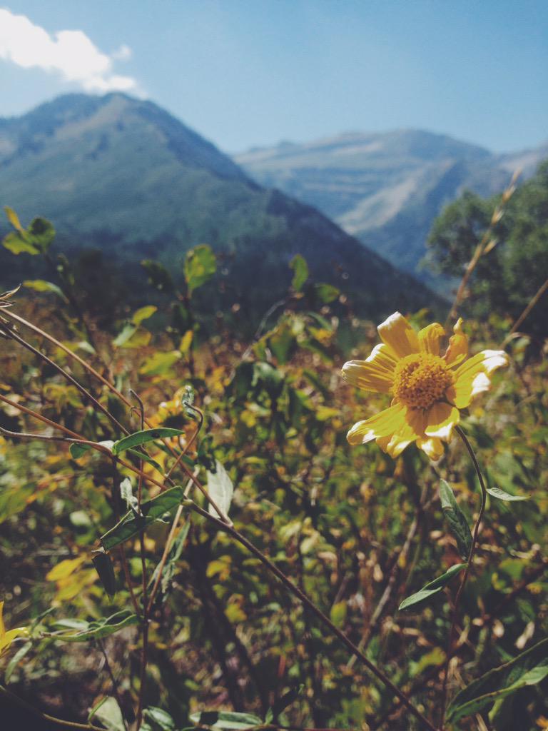 AdisonHerrera's tweet photo. there's just something i love about wild flowers🌻 #HappyEarthDay http://t.co/GUWt2jJxSb
