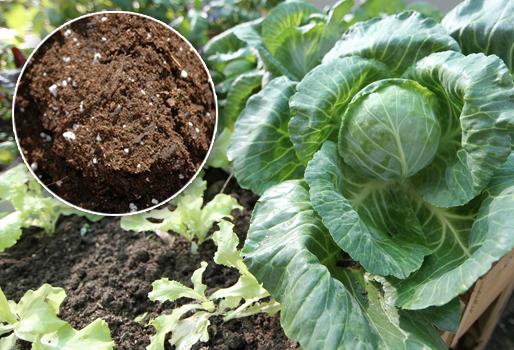 tropifruits's tweet photo. "@ContGanadero: Crean un abono orgánico e inoloro a partir del estiércol de vaca http://t.co/cbvDq4MVmd http://t.co/9PzN5fg6ou"