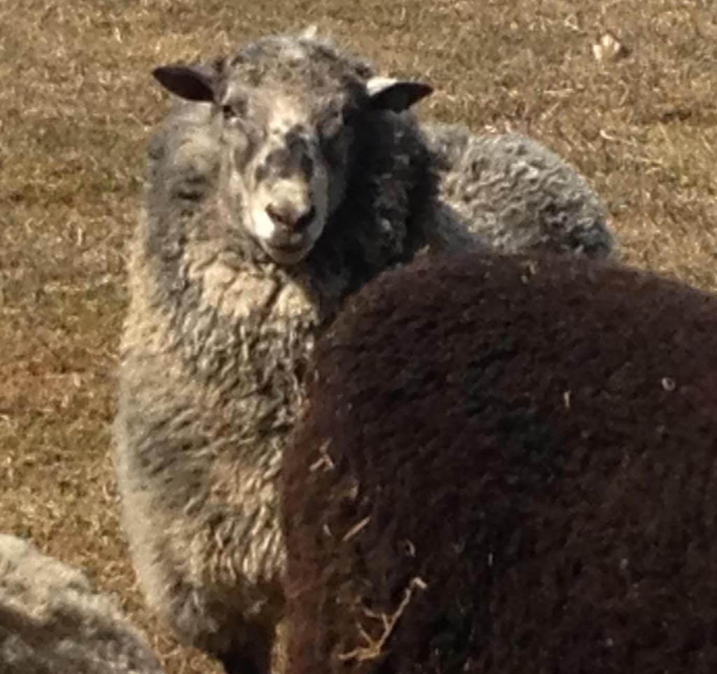 SherryTenney's tweet photo. New Finn ram aato http://t.co/YE7NY6R8Zl