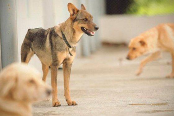 elespectador's tweet photo. Surge bancada animalista en el Congreso http://t.co/6hBOPLsoC1 http://t.co/XFKsHrLR7H