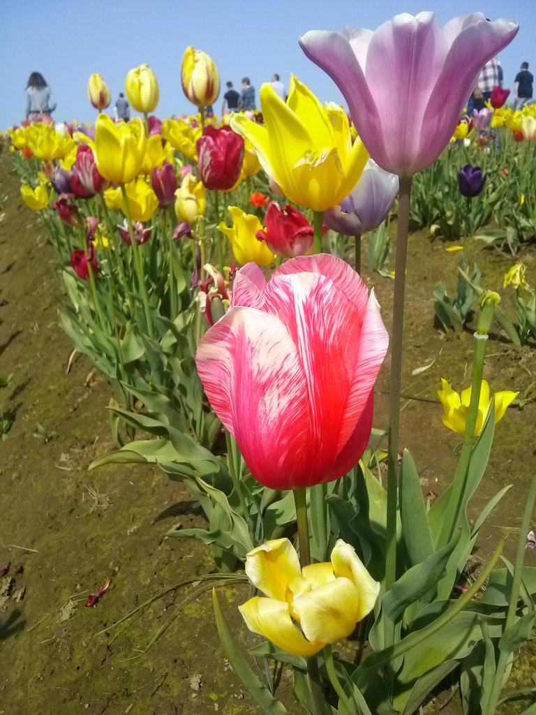 ashers320's tweet photo. Tulip festival last weekend (: so pretty! @RhiannonKitchen @sydniorton http://t.co/5yaMzcPe7f