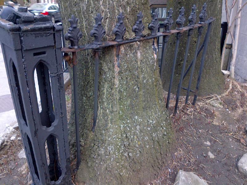 derboden's tweet photo. Apparently #trees can grow through railings in #HamOnt @leaf @EnvHamilton http://t.co/pCh85bISvn