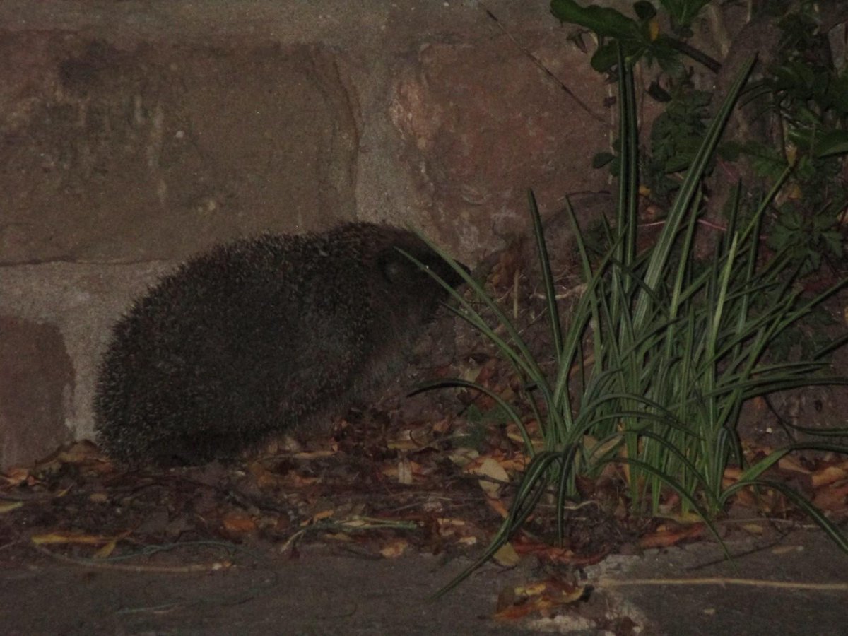 Hedgehog on camera trap and now outside our front door - havent seen one for years <a href="/hedgehogsociety/">Hedgehog Society</a>  <a href="/Mammal_Society/">Mammal Society</a>