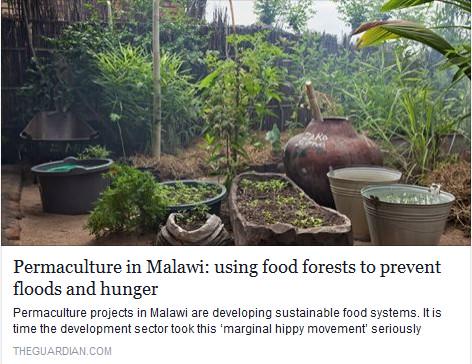 PermacultureDay's tweet photo. Permaculture and development: a winning combination http://t.co/CmhQNQTBqB @guardian @African_Moringa http://t.co/lZ4qURBIya