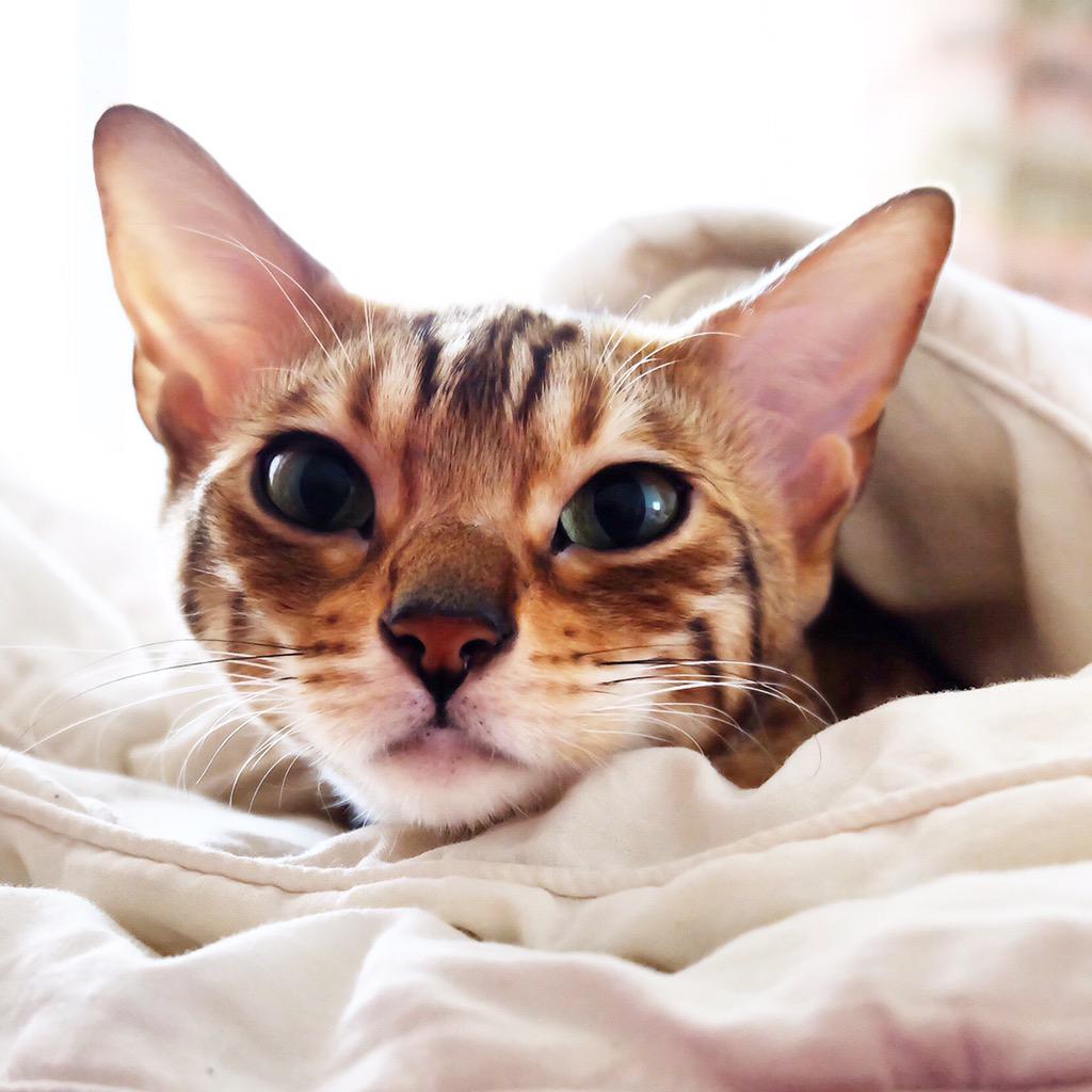 leoleo004's tweet photo. @catsofinstagram 

' Morning'

@bengal_pyu http://t.co/MR2jj1DxjF
