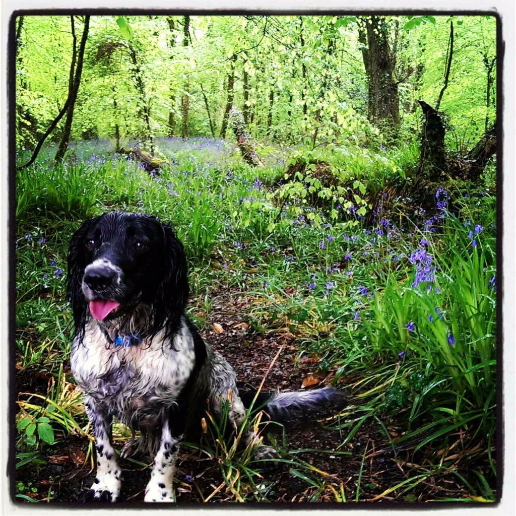 zebadizzy's tweet photo. @fatt_sam @themichaelgiles @MissPurplelyons @ukmarkus gawgus Alfie would yes 💖 http://t.co/tk0fccA1n0