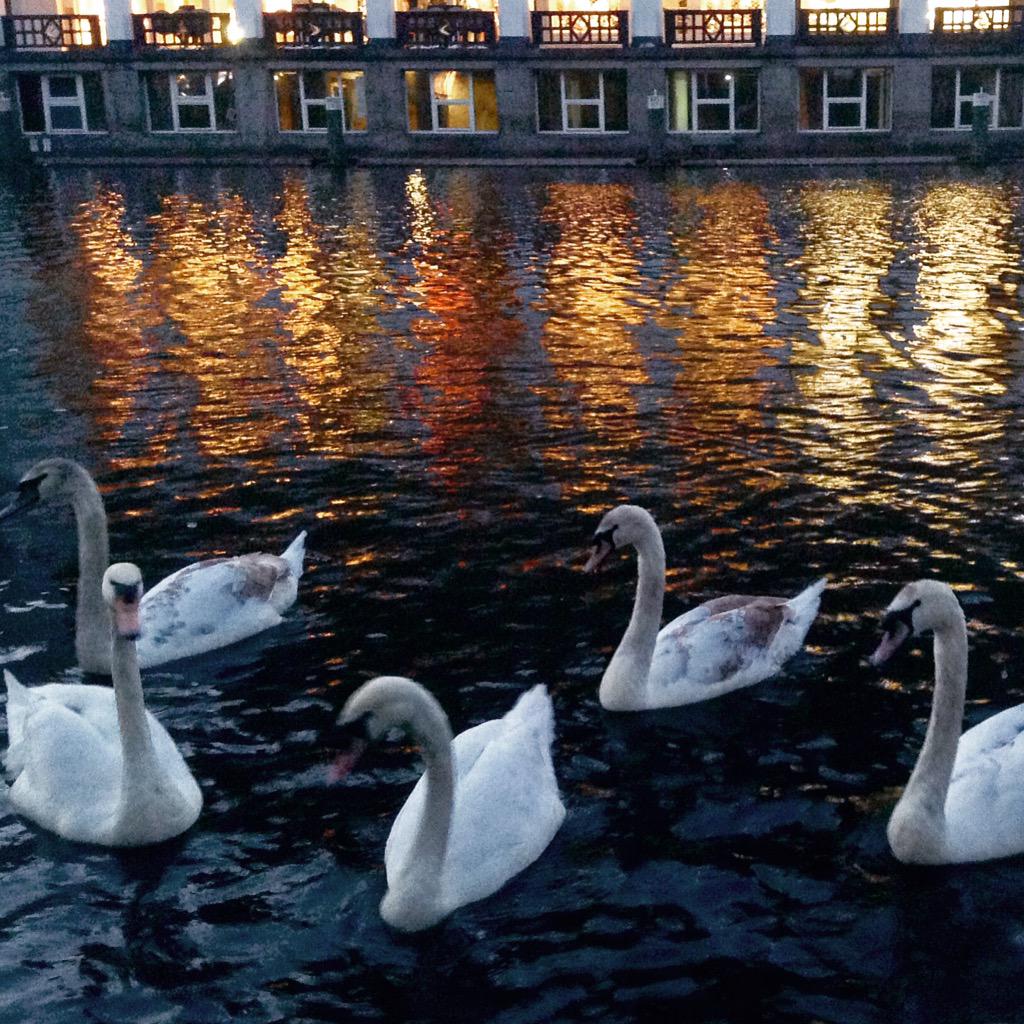 LenaBlank's tweet photo. #Hamburg #Deutschland #cignes #Abend #tarda #22aprile #schön http://t.co/0VldL7hhdc