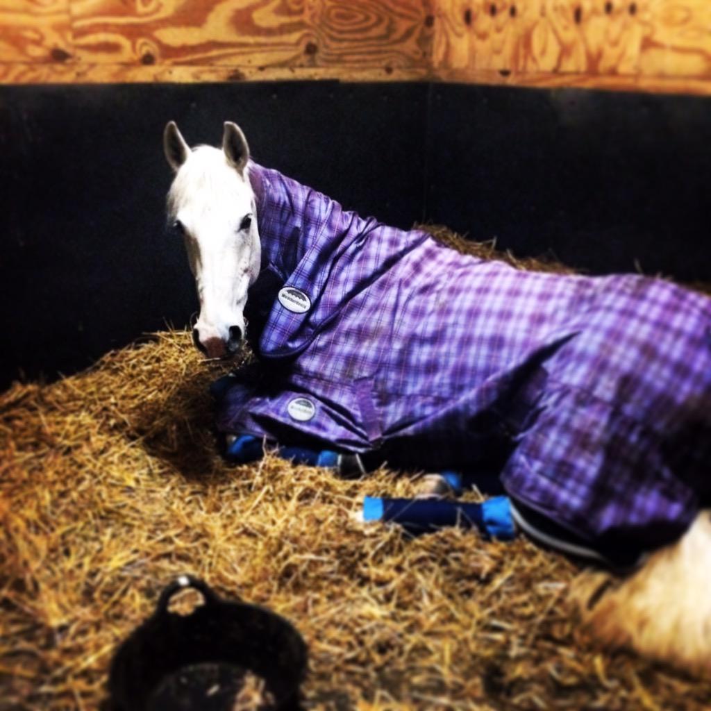 Izzy Botfield tweet media