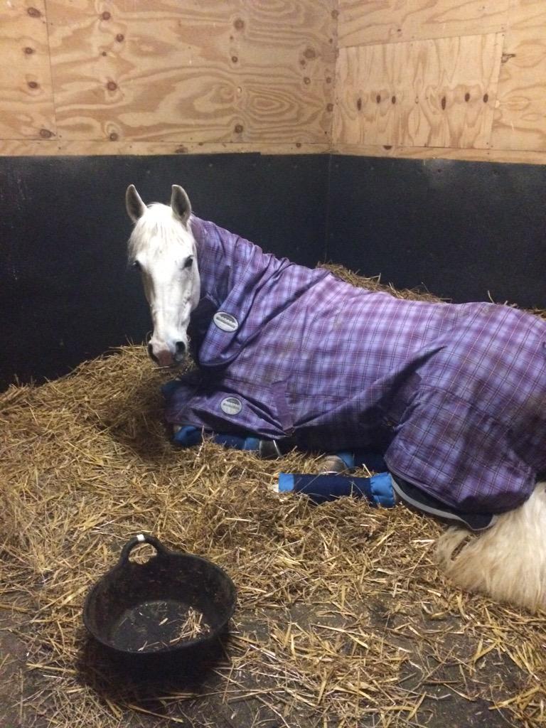 Izzy Botfield tweet media