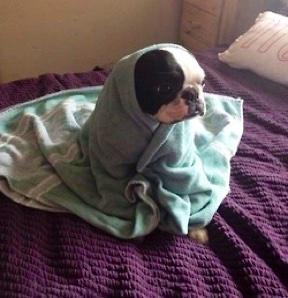 StumblerVideos's tweet photo. when you gotta get up for school in the morning and you sit on the bed for 20mins like this http://t.co/gbxzx2GR3X