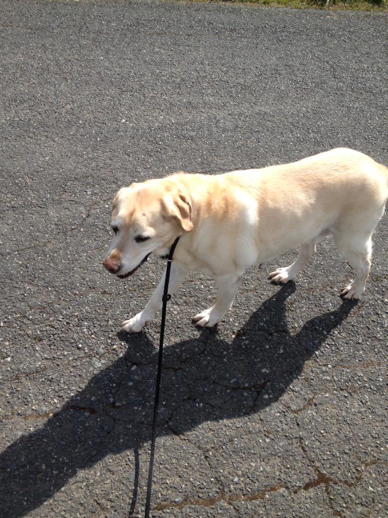 TeamInspirePABC's tweet photo. Spent my #EarthDay outdoors with my brother &amp; my dog #HappyEarthDay #TIP #TeamInspire 😃🌺🌲🌼☀️🌸 http://t.co/RHgoNRCNBX