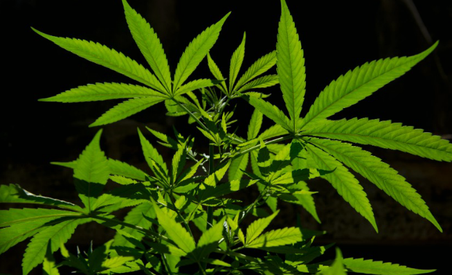 CNN's tweet photo. 10 diseases where medical marijuana could have impact: http://t.co/AumqC16QWD http://t.co/vJf6DlV4b1