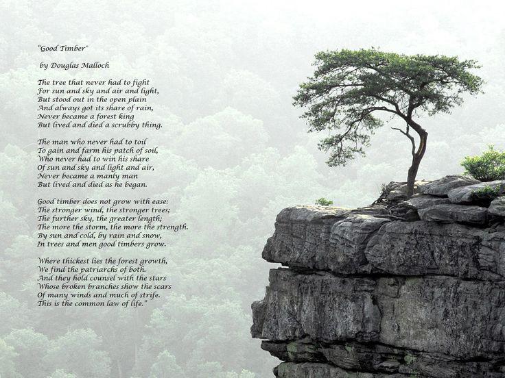 LisaRaleighSA's tweet image. Have a great day everyone! Remember GOOD TIMBER does not come with ease.The stronger the wind the stronger the trees!