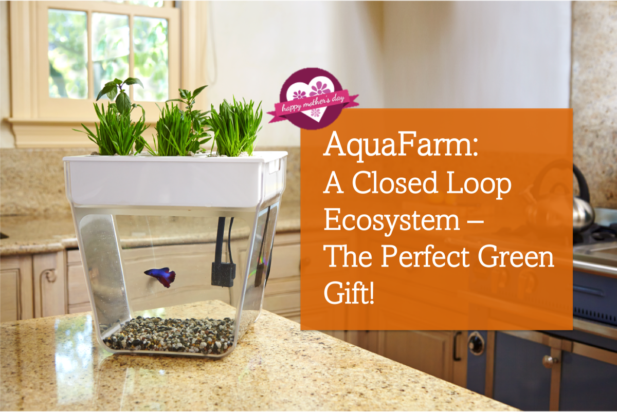 FluidGrowers's tweet photo. Get $20 off on Aquafarm for Mother's Day. Order by 03/05/15 or until stock lasts. @pitchi http://t.co/Ecd81dGvrc