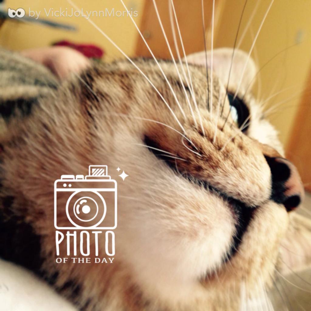 Bo_App tweet picture