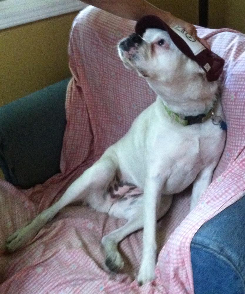 Ruby_The_Doggy's tweet photo. Just got my paws on a new baseball cap #stylish http://t.co/hrbnQ2bOcr