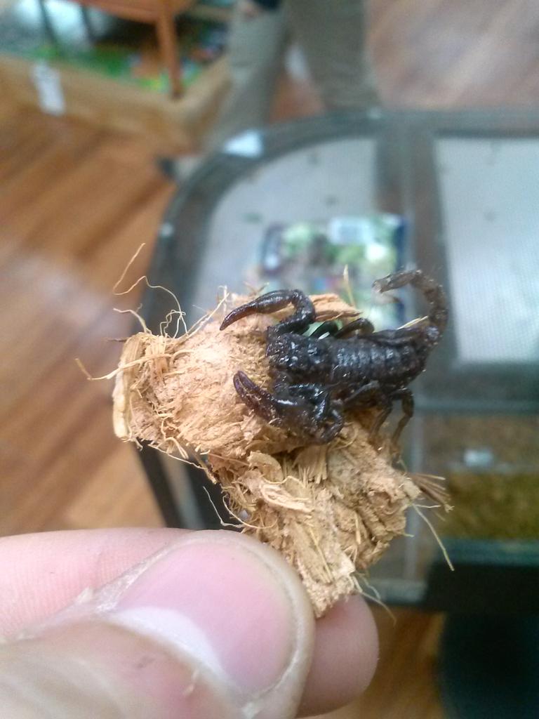 1017lurksquad's tweet image. Throwback of this cute little guy at my work #EmperorScorpion