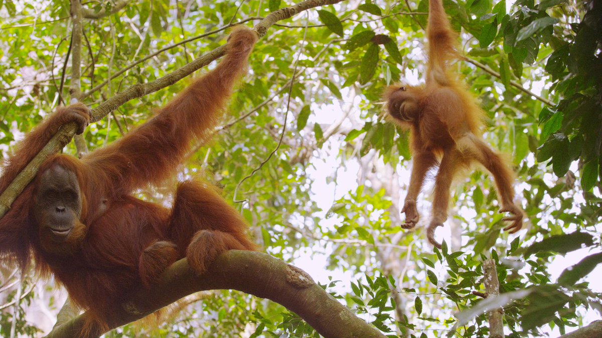 NatGeoAnimals tweet picture