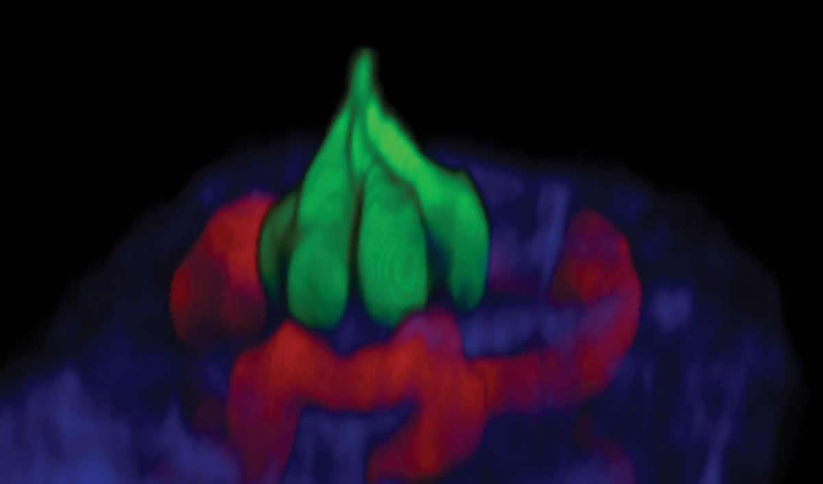 NeuroscienceNew's tweet photo. Seeing How We Taste http://t.co/oA9IqRcZuE #Neuroscience #science http://t.co/TVf8qgV4CS