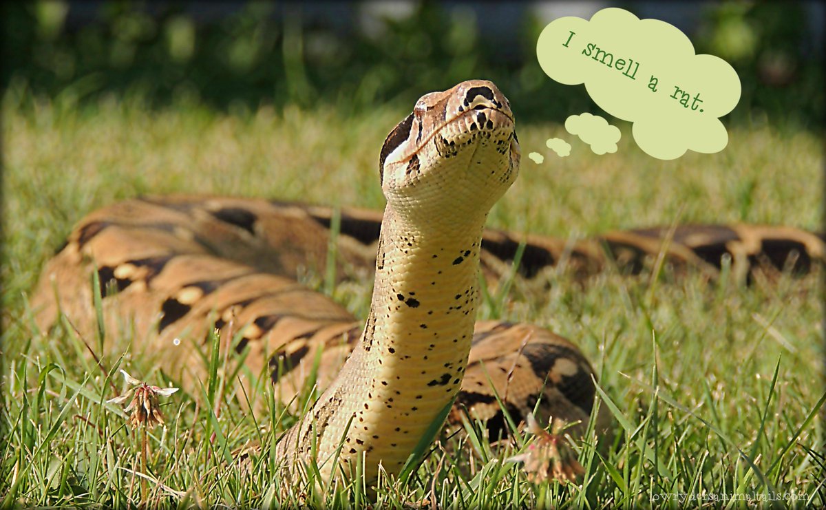 Lowrydertails's tweet photo. @PetParent_Pride I'm a dog and my sister is a snake. ~Lowryder~ http://t.co/n1RTeh2Q4q