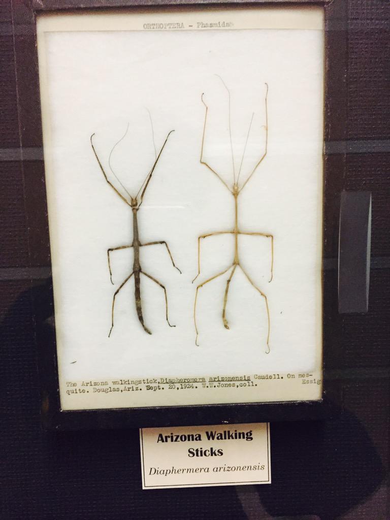 Isisdill's tweet photo. I was in Arizona last weekend!! Didn't see any of these but they look cool. 🐛🐌🐝 http://t.co/9XqD8KjiTP