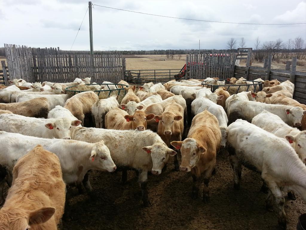 Grandview Farms tweet media