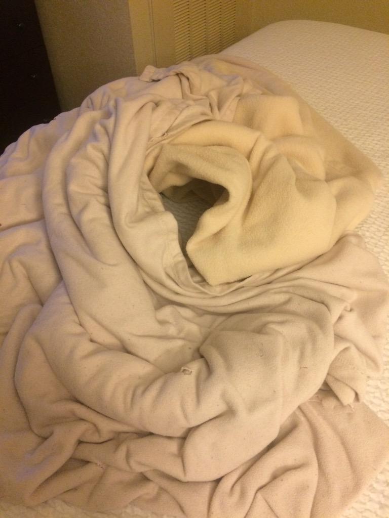 AlfieTheBold's tweet photo. I made a nest today #turntheACdown #hotelpuppy #greensborolife http://t.co/Ggbf202Y5R