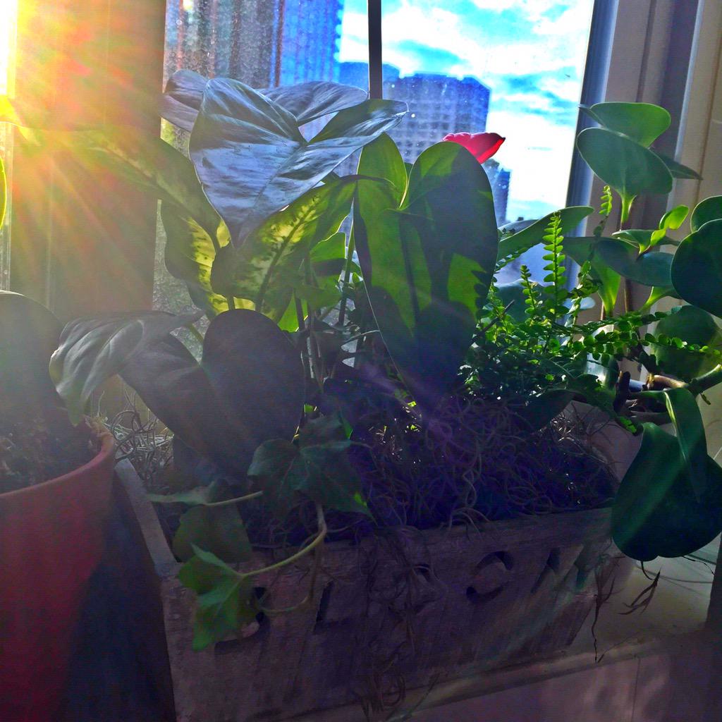 Thanks so much <a href="/amptMN/">mastodon.social/@AnnMariePT</a> for the locket housewarming gift!!!! @ericriveracooks