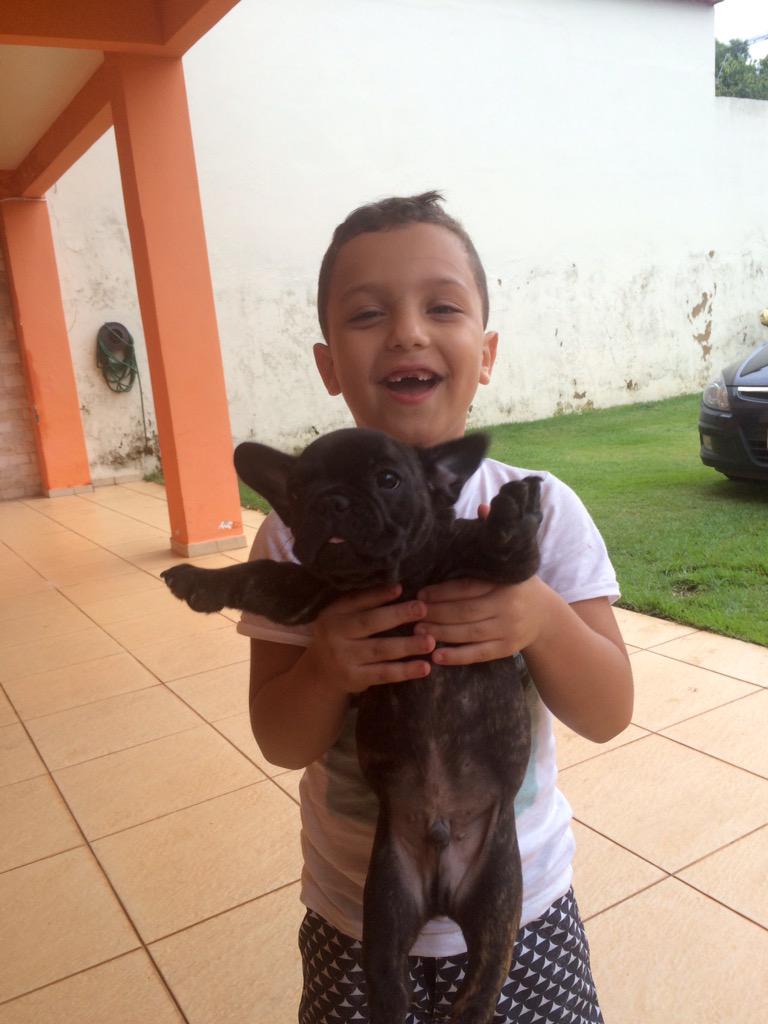 pedrochadud's tweet photo. Procura-se Buldogue Frances, meu filho está muito triste. Contato 81591517 http://t.co/e1H193sb8X