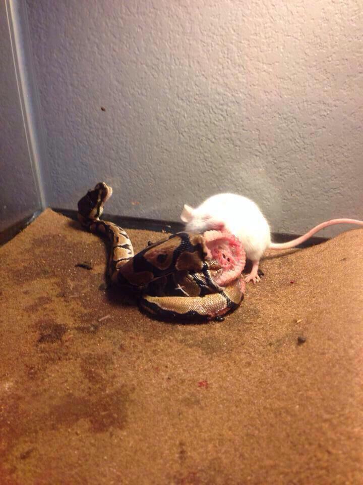 Purpdapurp's tweet photo. Sometimes the snake is not the snake. Sometimes it's the person you least expect it http://t.co/ou6LwMqEyq