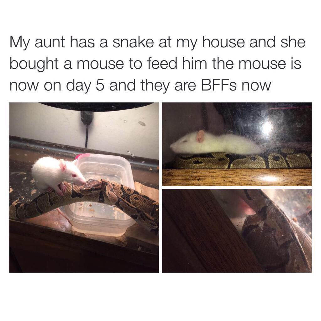 Purpdapurp's tweet photo. Sometimes the snake is not the snake. Sometimes it's the person you least expect it http://t.co/ou6LwMqEyq