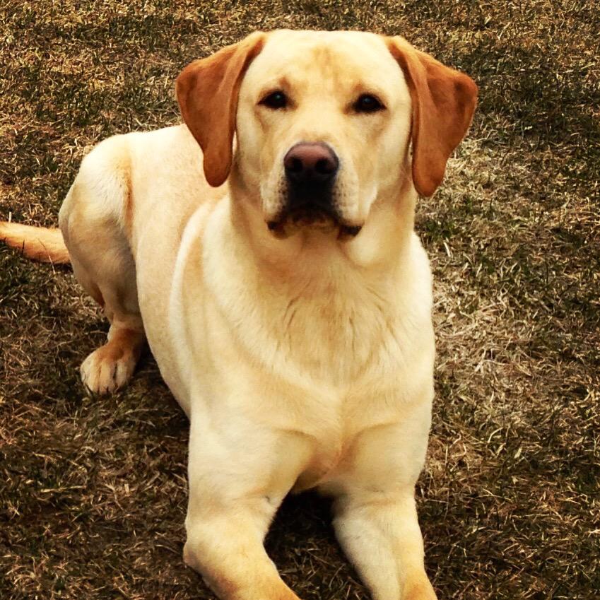 zachkrause's tweet image. @teddyb_h2o Sup Ted, Talk to my boy @TylerStuddin, got an athletic pup ready for breeding! #Duke #Skol #2gloves