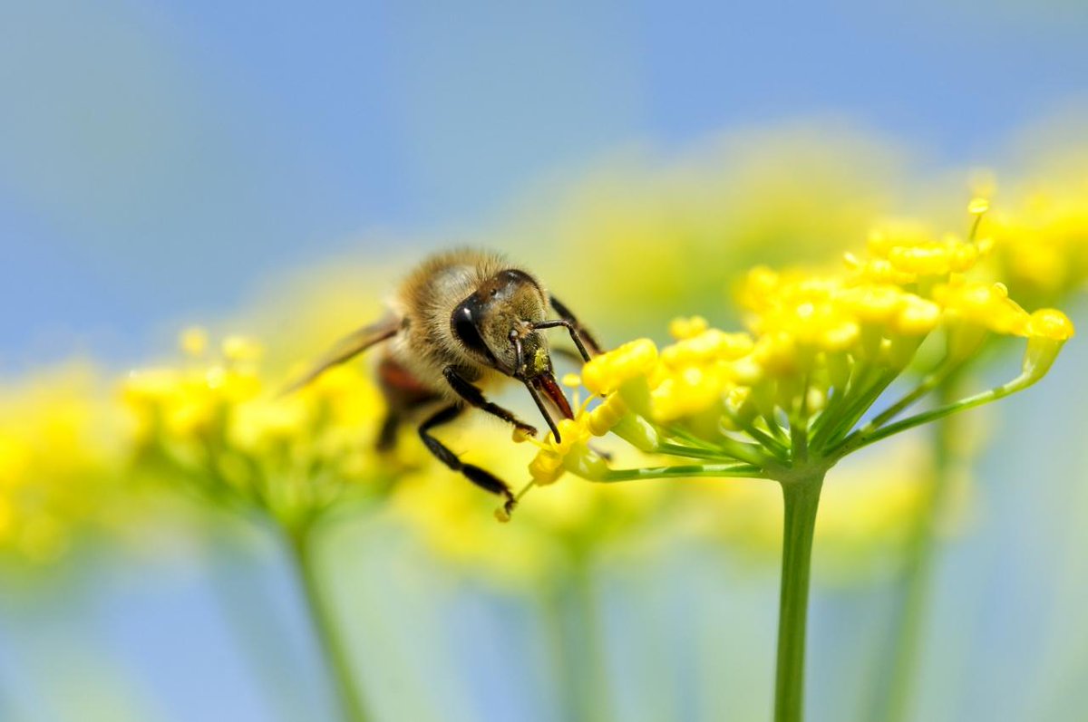 RSB Plant Science tweet media